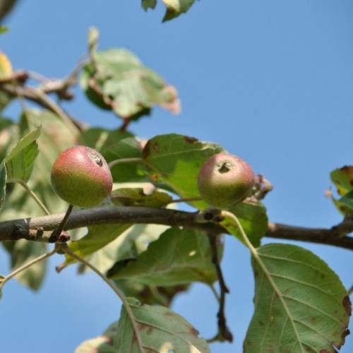 Obelis tšašonskio (Malus tschonoskii)