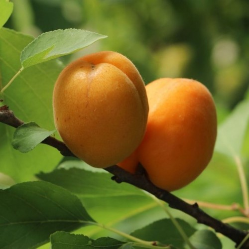 Abrikosas (Prunus armeniaca) 'GOLDRICH'