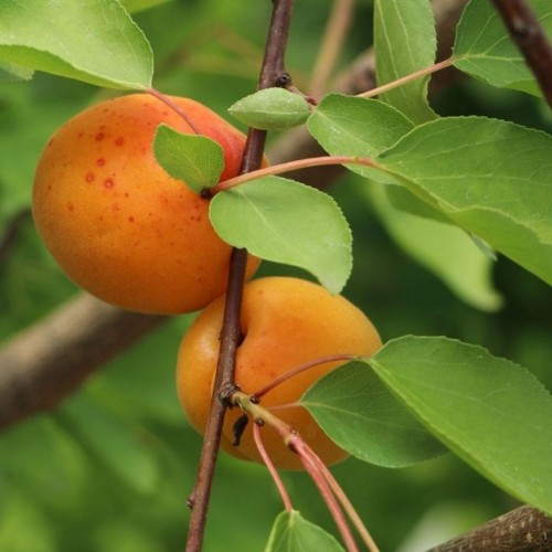 Abrikosas (Prunus armeniaca) 'MORDENO ANKSTYVASIS' 