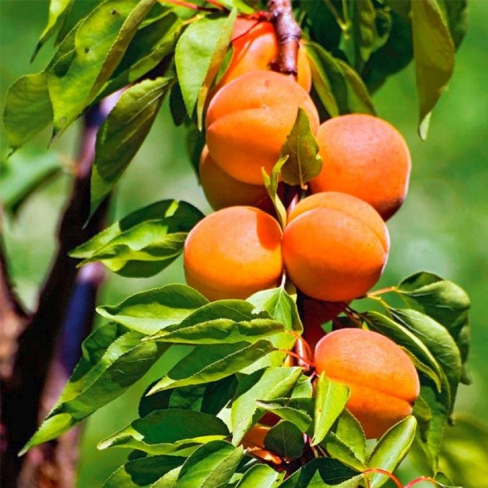 Abrikosas (Prunus armeniaca ) 'SOMO'   