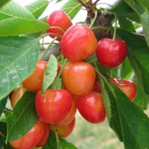 Trešnė (Prunus cerasus) 'HORTENZIJA'  