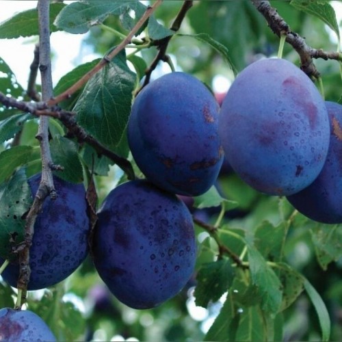 Slyva (Prunus domestica) 'KALYPSO'