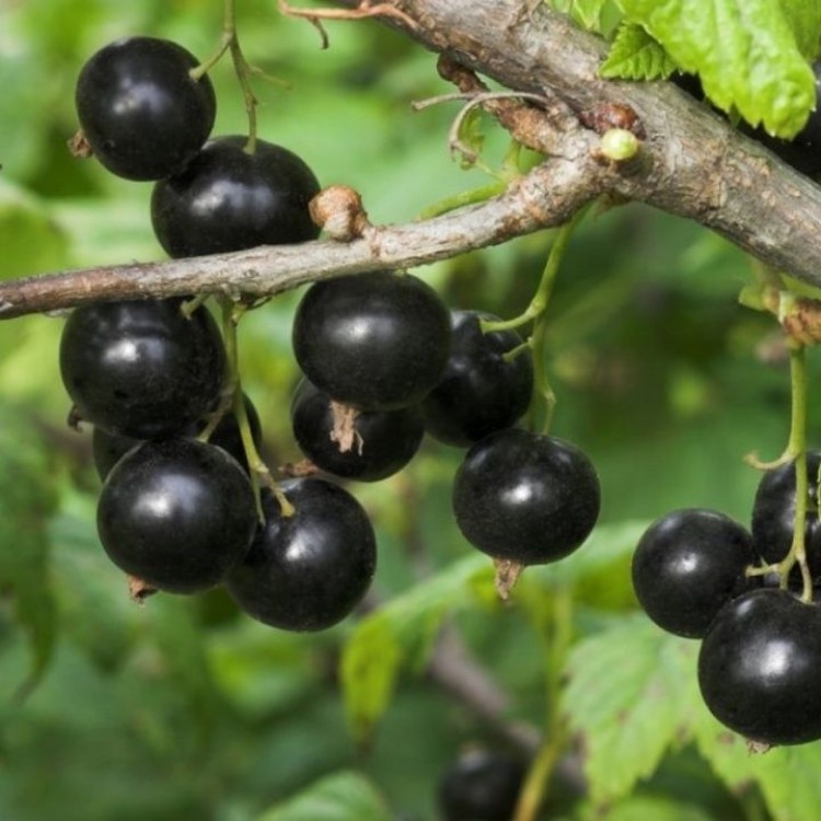 Serbentas juodasis (Ribes nigrum) 'POLAR'