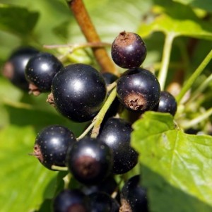 Serbentas juodasis (Ribes nigrum) 'BEN HOPE'