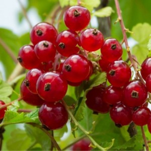 Serbentas raudonasis (Ribes rubrum) 'JUNIFER'
