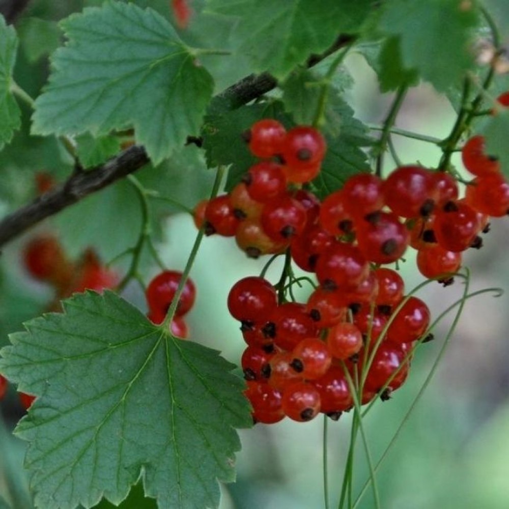 Serbentas raudonasis (Ribes rubrum) 'RED LAKE'
