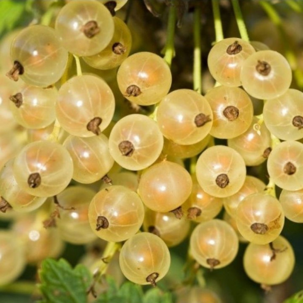 Serbentas baltasis (Ribes rubrum) 'JUTENBORGO'