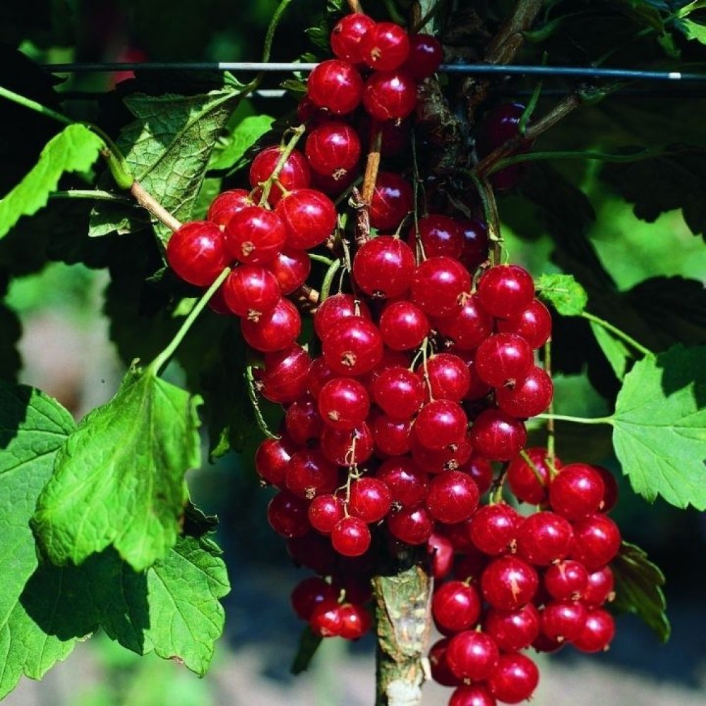 Serbentas raudonasis (Ribes rubrum) 'ROLAN'