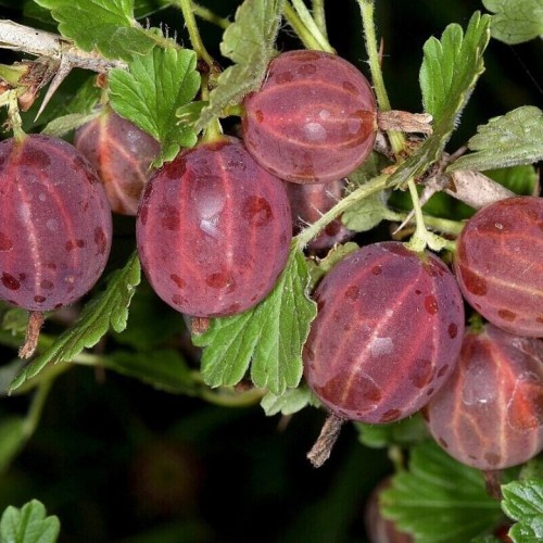 Agrastas (Ribes uva-crispa) Rokula