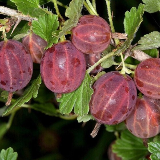 Agrastas (Ribes uva-crispa) Rokula
