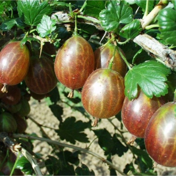 AGRASTAS (Ribes uva-crispa) Rolanda  