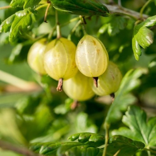 Agrastas (Ribes uva-crispa)'HINNONMAKI GELB'