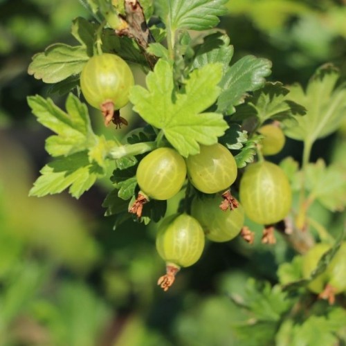 Agrastas (Ribes uva-crispa) 'MUCURINES'   