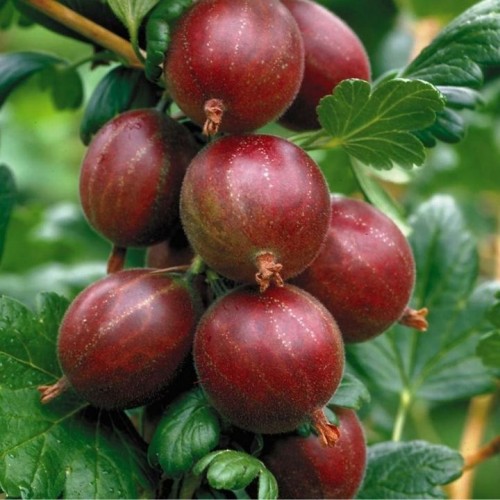 Agrastas (Ribes uva-crispa) 'NIESLUCHOVSKI'