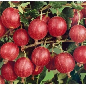 Agrastas (Ribes uva – crispa) 'SPINEFREE'