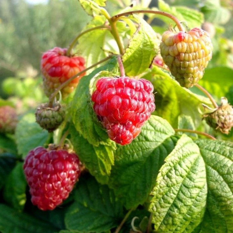 Avietė (remontantinė) (Rubus idaeus) BonBonBerry® Yummy