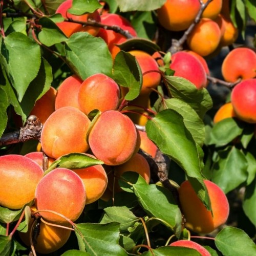 Abrikosas (Prunus armeniaca )'HARCOT'