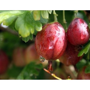 Agrastas (Ribes uva-crispa) 'ACHILLES'