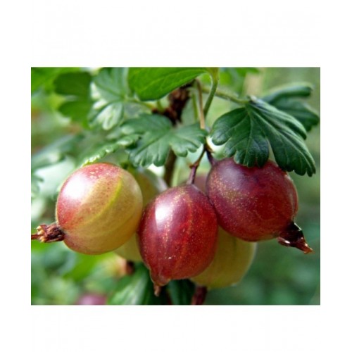 Agrastas (Ribes uva-crispa) 'ACHILLES'