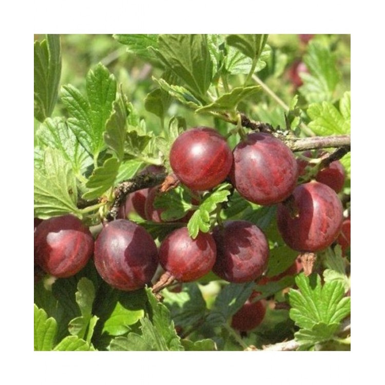 Agrastas (Ribes uva-crispa) 'CAPTIVATOR'