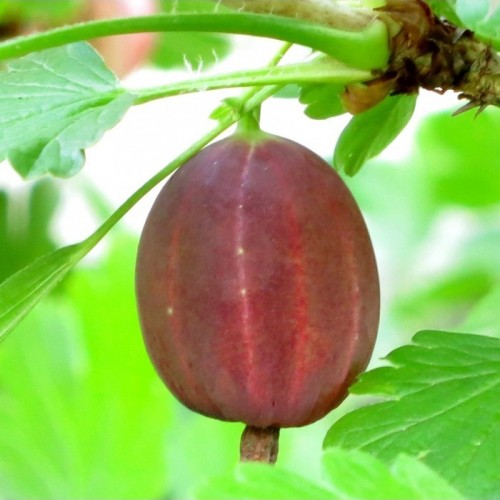 Agrastas (Ribes uva–crispa) 'HINNONMAKI RED'
