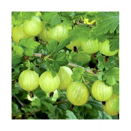 Agrastas (Ribes uva-crispa) 'INVICTA'