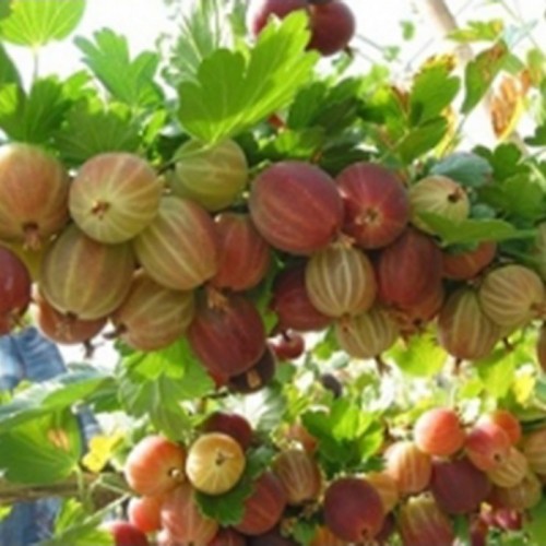 Agrastas (Ribes uva–crispa) 'KAMIENIAR'