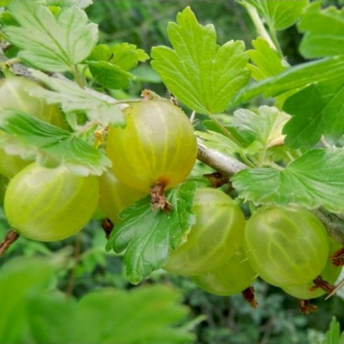Agrastas (Ribes uva-crispa) 'PUSHKINSKI'