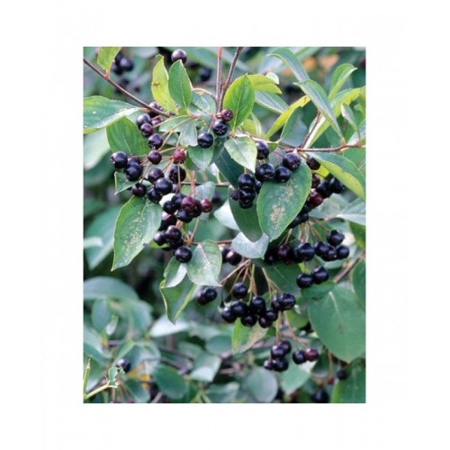 Aronija (Aronia arbutifolia f. macrocarpa)