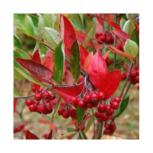 Aronija raudonuogė (Aronia arbutifolia) 'ERECTA'