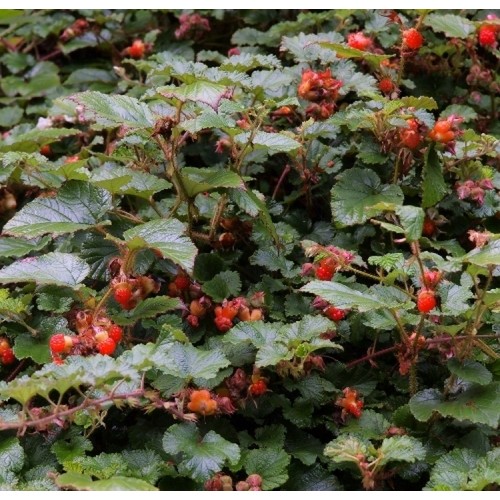 Avietė (Rubus) 'BETTY ASHBURNER'