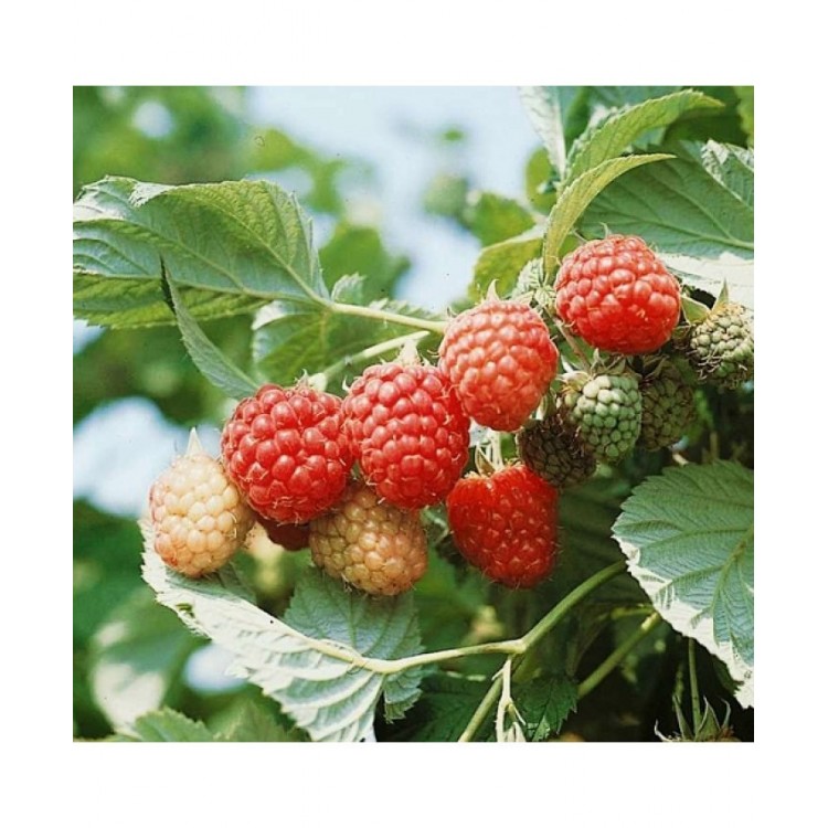 Avietė (Rubus idaeus) 'AUTUMN BLISS'