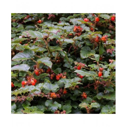 Avietė (Rubus) 'BETTY ASHBURNER'
