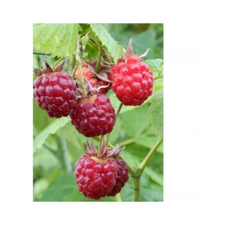 Avietė (Rubus idaeus) 'GLEN DEE'®