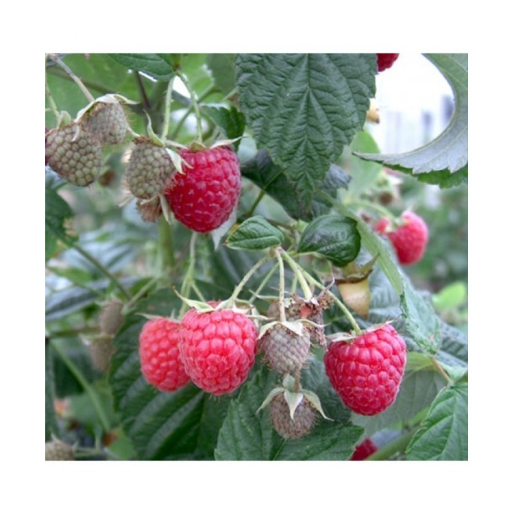 Avietė (Rubus idaeus) 'HIMBO - TOP'®