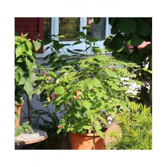 Avietė (Rubus idaeus) LOWBERRY® 'LITTLE SWEET SISTER'®