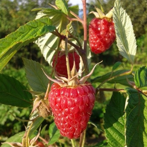 Avietė (Rubus idaeus) 'POEMAT' 