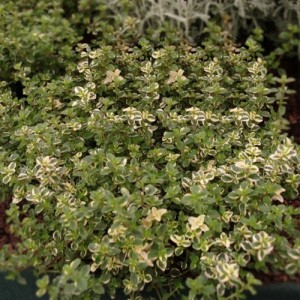 Čiobrelis keturbriaunis (Thymus pulegioides) 'FOXLEY'