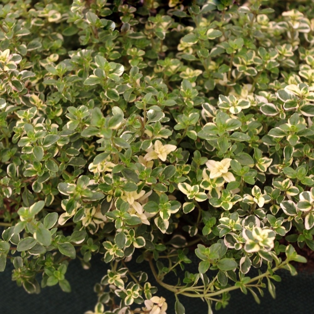 Čiobrelis keturbriaunis (Thymus pulegioides) 'FOXLEY'