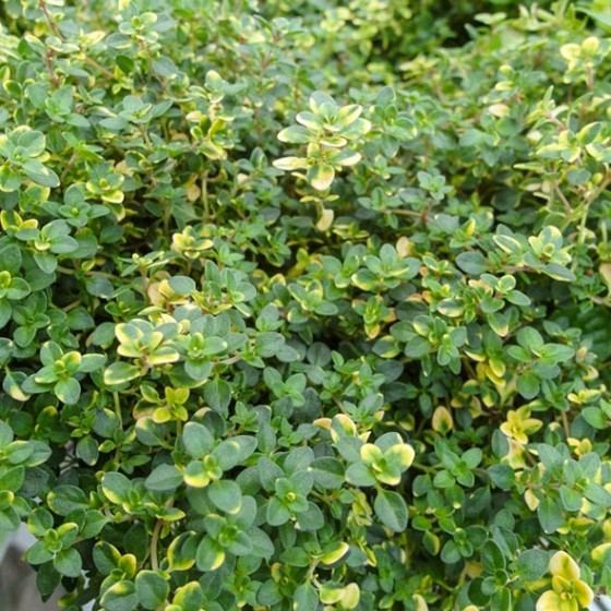 Čiobrelis citrininis (Thymus citriodorus) 'SAMBESI'