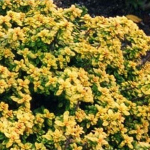 Čiobrelis citrininis (Thymus citriodorus) 'AUREUS'