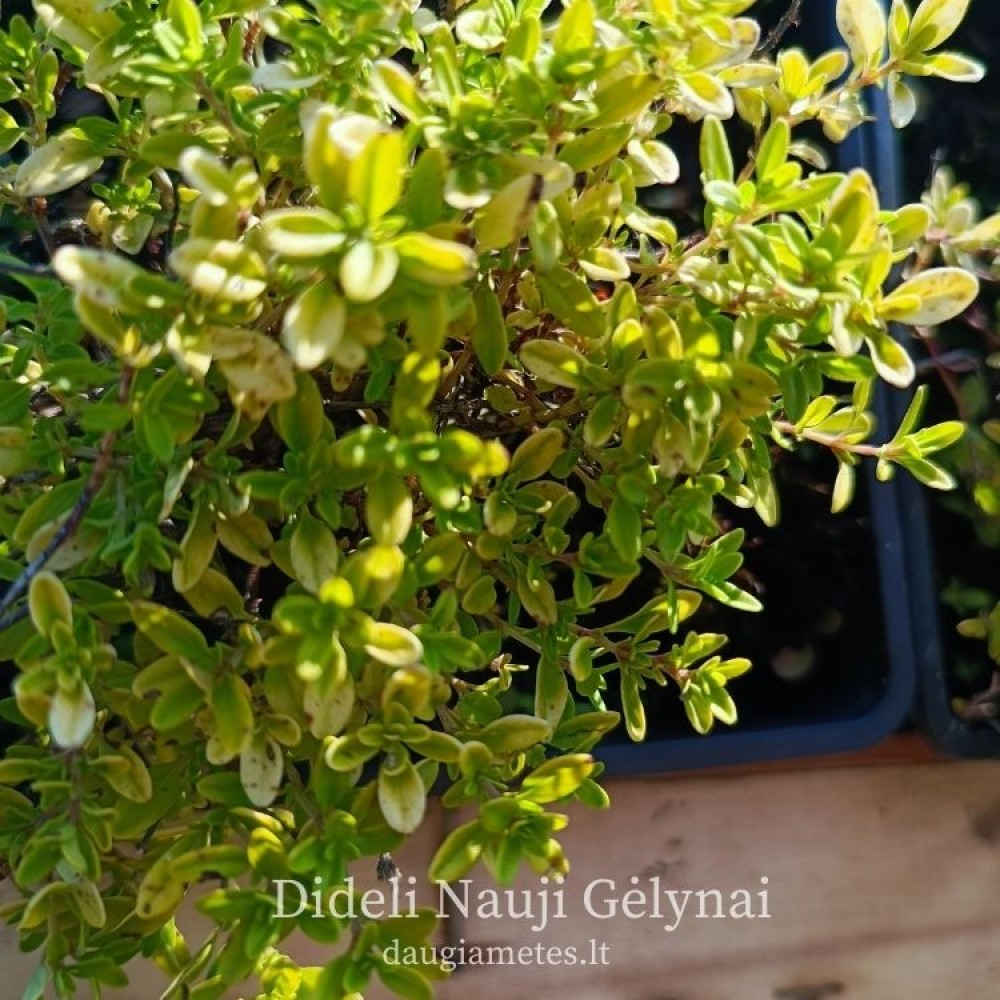Čiobrelis citrininis (Thymus citriodorus) 'AUREUS'