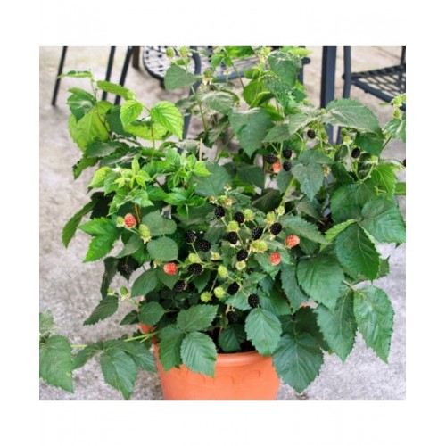 Gervuogė (Rubus fruticosus) LOWBERRY® 'LITTLE BLACK PRINCE'®
