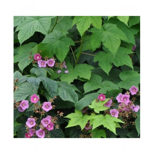 Gervuogė kvapioji (Rubus odorata)
