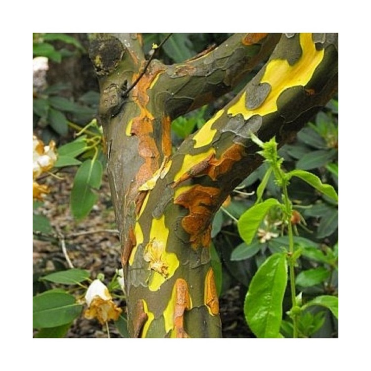 Garlis (svarainis) kininis (Pseudocydonia sinensis)