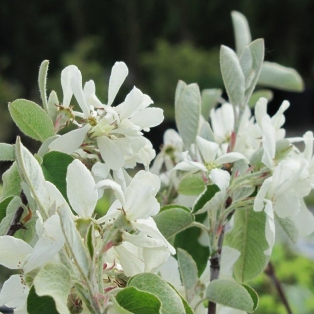 Medlieva apskritalapė (Amelanchier rotundifolia) 'EDELWEISS'