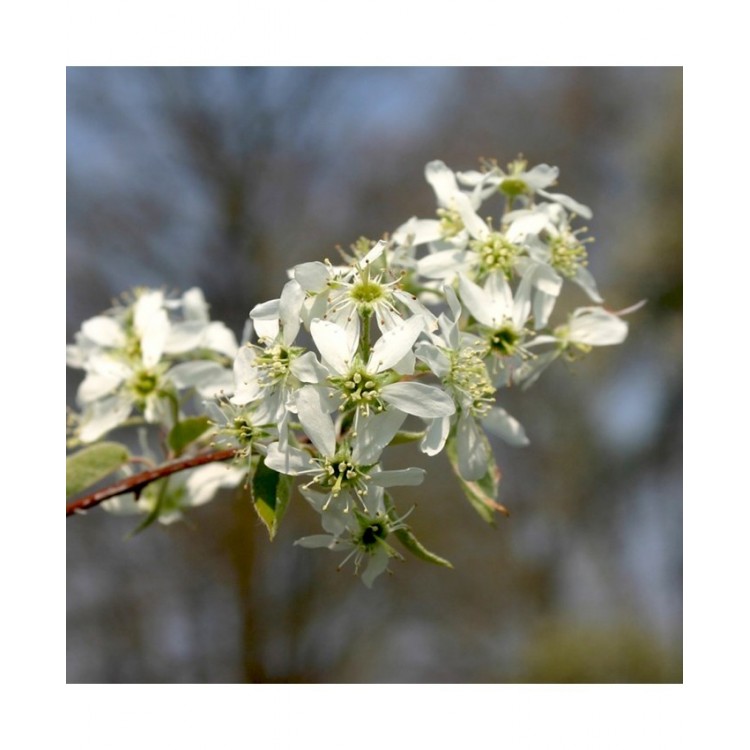 Medlieva glotnioji (Amelanchier grandiflora) 'FOREST PRINCE'