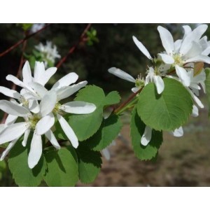 Medlieva alksnialapė (Amelanchier alnifolia) 'NORTHLINE'