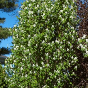 Medlieva alksnialapė (Amelanchier alnifolia) 'OBELISK'PBR