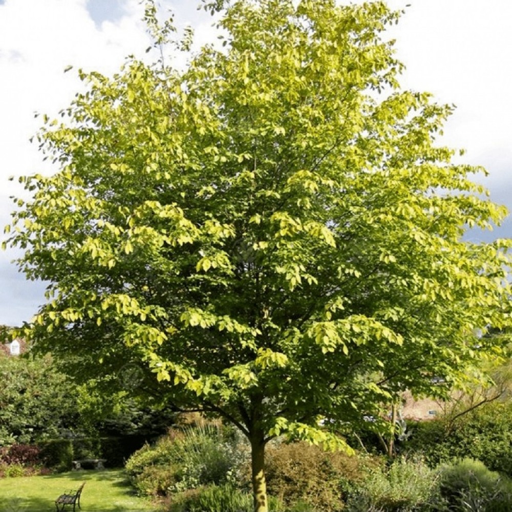 Medlieva aukštoji (Amelanchier arborea) 'ROBIN HILL'